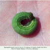 hyponephele lycaon ossetia larva l4 3
